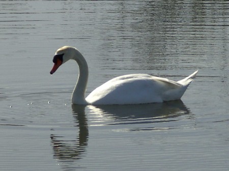 Cygne